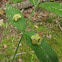 American Strawberry-bush