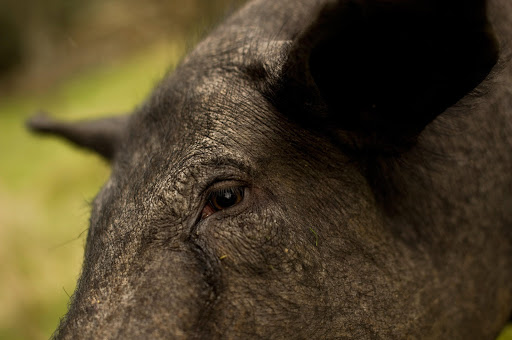 An Iberian Pig feeds on fallen acorns at the farm of Faustino Prieto in the village of Cespedosa on December 14, 2012 near Salamanca, Spain. Dry-cured Iberian ham or Jamon Iberico is a favourite amongst Spaniards and producers are hoping for improved sales over the busy christmas period. The jamon legs are usually dry-cured for up to three years after the pigs have been few on a diet of acorns in the last three months of their lives.