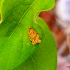 Garden tortrix moth