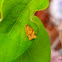 Garden tortrix moth