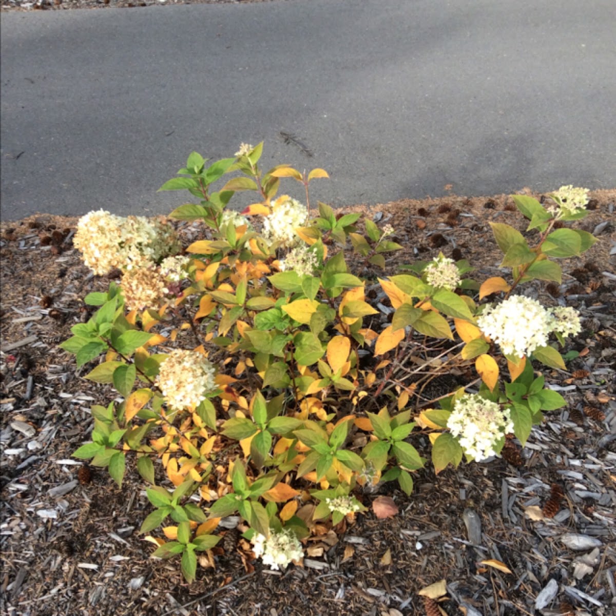 Panicked Hydrangea