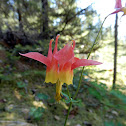 Wild Red Columbine