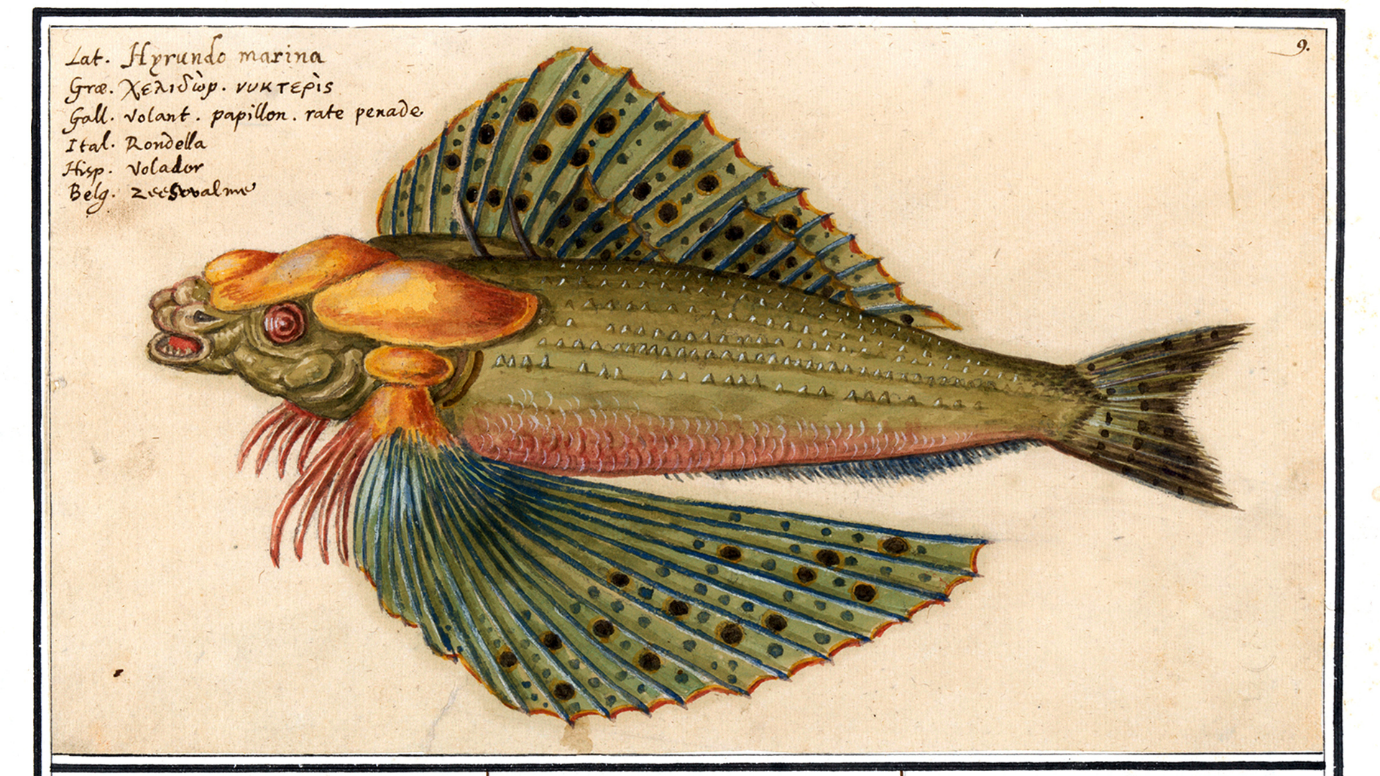 A drawing of a fish

Description automatically generated with medium confidence