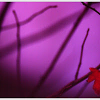 Foglia tra la nebbia di 