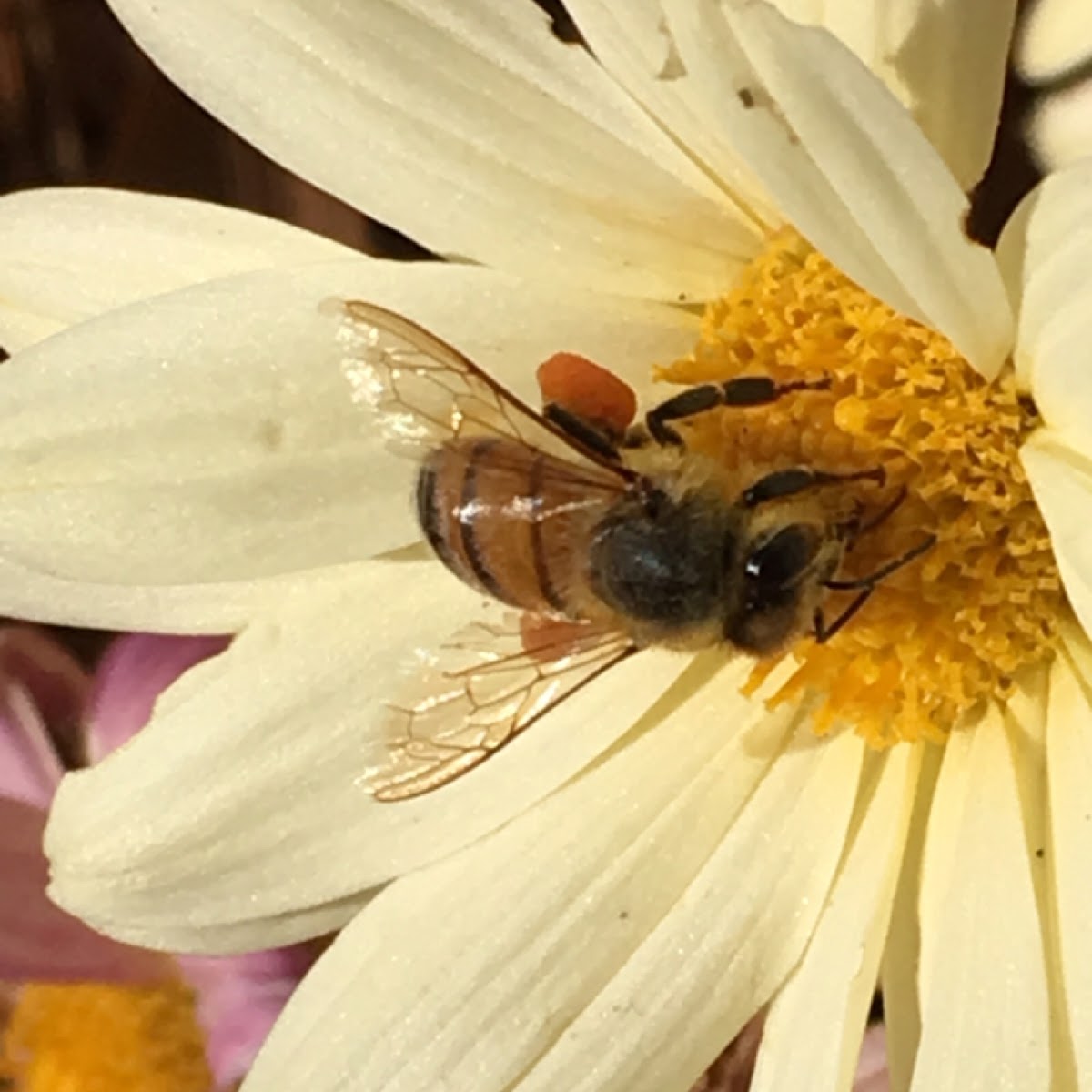 Western Honey bee