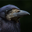 Crow Wallpaper chrome extension