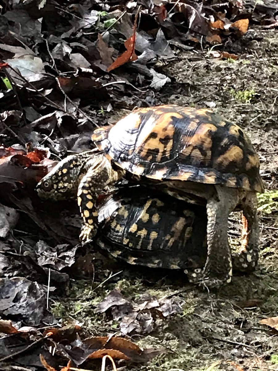 Box Turtle