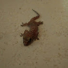 Mediterranean House Gecko