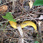 Banana Slug