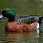 Chestnut Teal