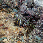 STRIPED SHORE CRAB