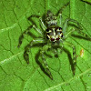 Jumping spider