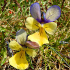 Mountain Pansy