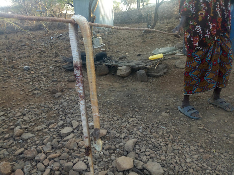 A woman holds out on a stick a poisonous rock mamba she killed in her compound in Kimalel, Baringo South, on Wednesday, March 3.