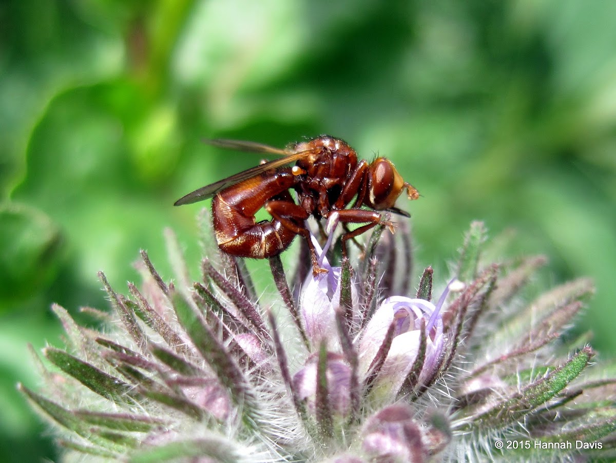 Conopid fly