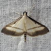 Black-Bordered Bradina