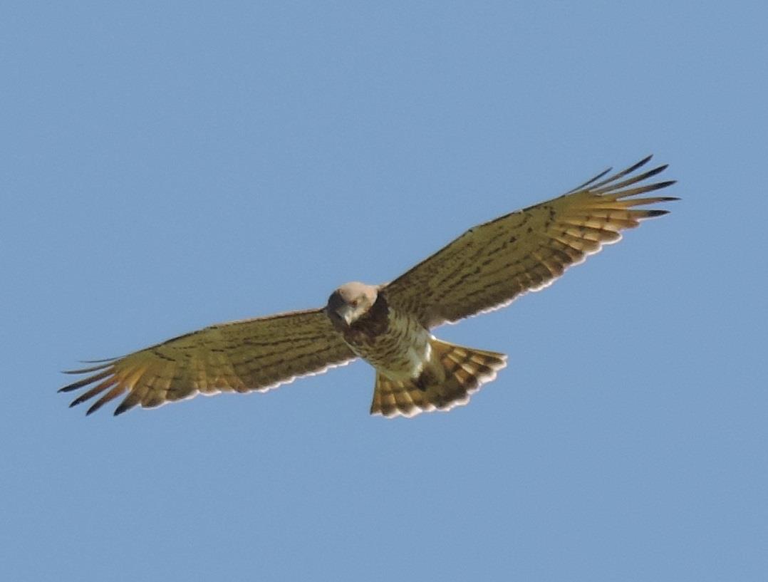 Short-toed snake eagle