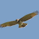 Short-toed snake eagle