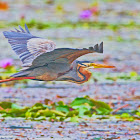 Purple heron