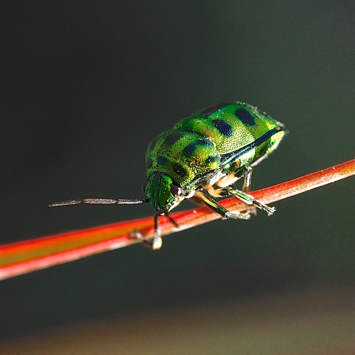 Asian Jewell bug, or Shield bug