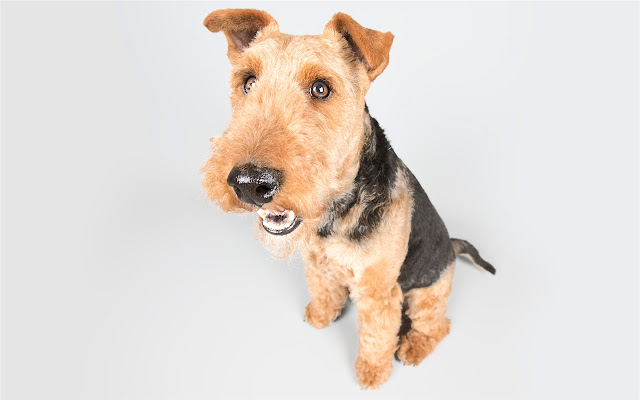 Lakeland Terrier Themes & New Tab