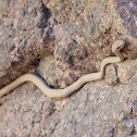 Saharan Sand Snake
