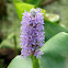 Pickerelweed