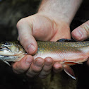 Rainbow trout