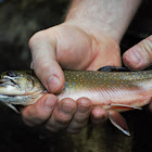 Rainbow trout