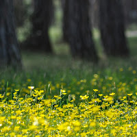 Giallo nel bosco di 