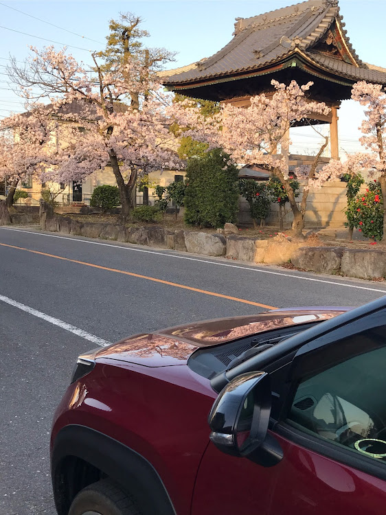 ヤリスクロスの桜と愛車・コロナが早く終息しますようにに関するカスタム事例の投稿画像1枚目