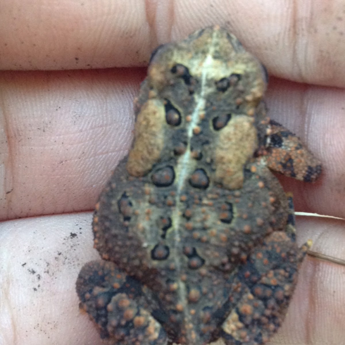 American Toad