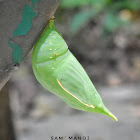 Common Duffer (Pupa)