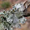 Perforated Ruffle / Parmotrema Lichen