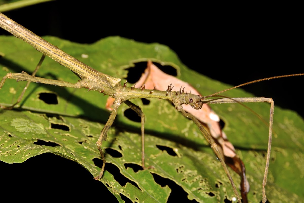 Stick Insect, Phasmid - Male