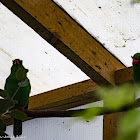 Javan Green Magpie