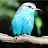 Bird Identification icon