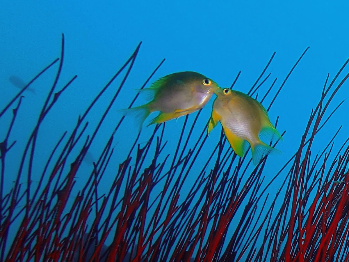 Golden Damselfish