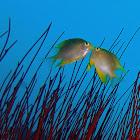 Golden Damselfish