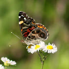 American Lady Butterfly