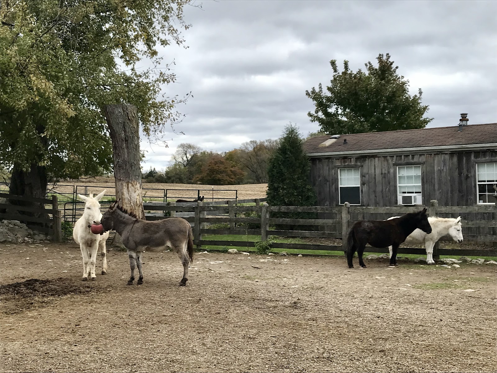 Donkey Sanctuary of Canada