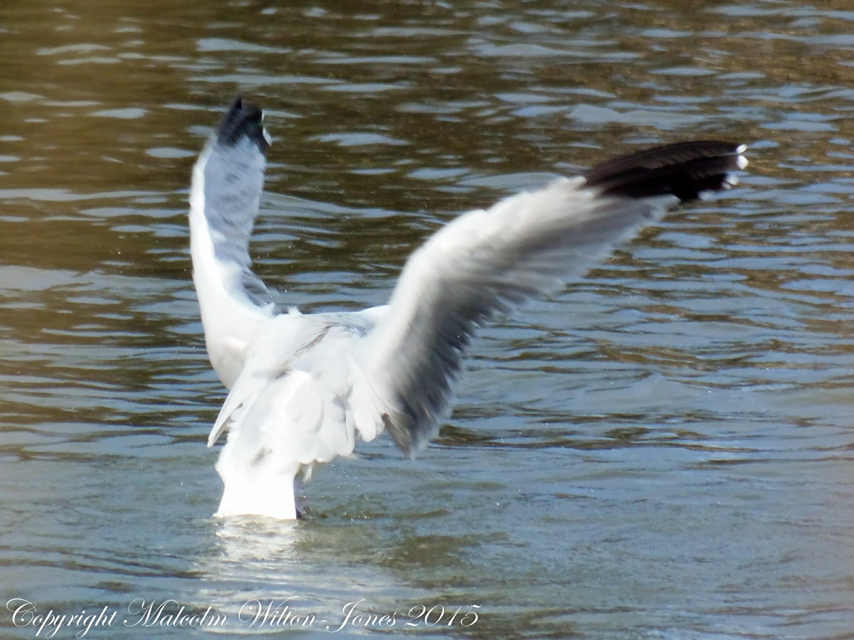 Audouin's Gull; Gaviota de Audouin