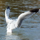 Audouin's Gull; Gaviota de Audouin