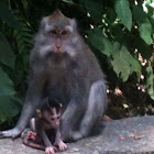 Crab-eating Macaque