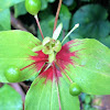 Indian Cucumber-root