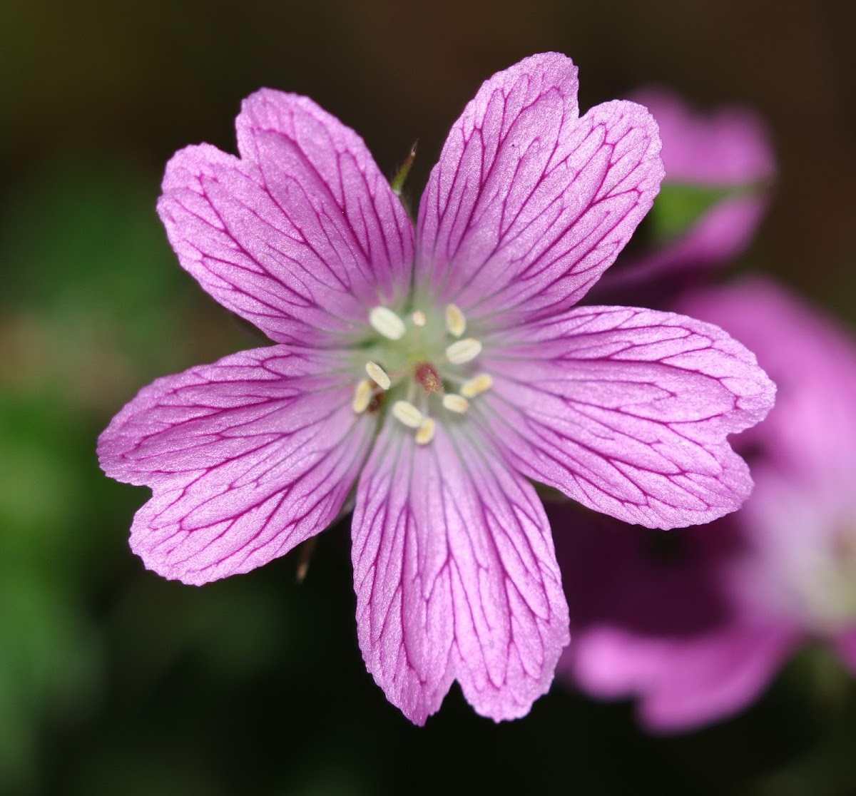 cranesbill