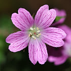 cranesbill