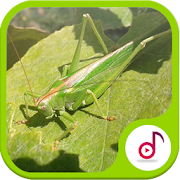 Kecek Grasshopper Sound Collections  Icon