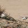 Ringed Plover