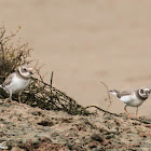 Ringed Plover